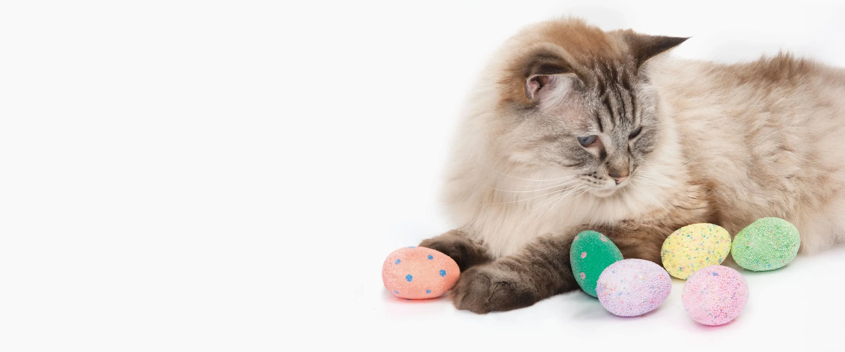 El paraíso para tu gato