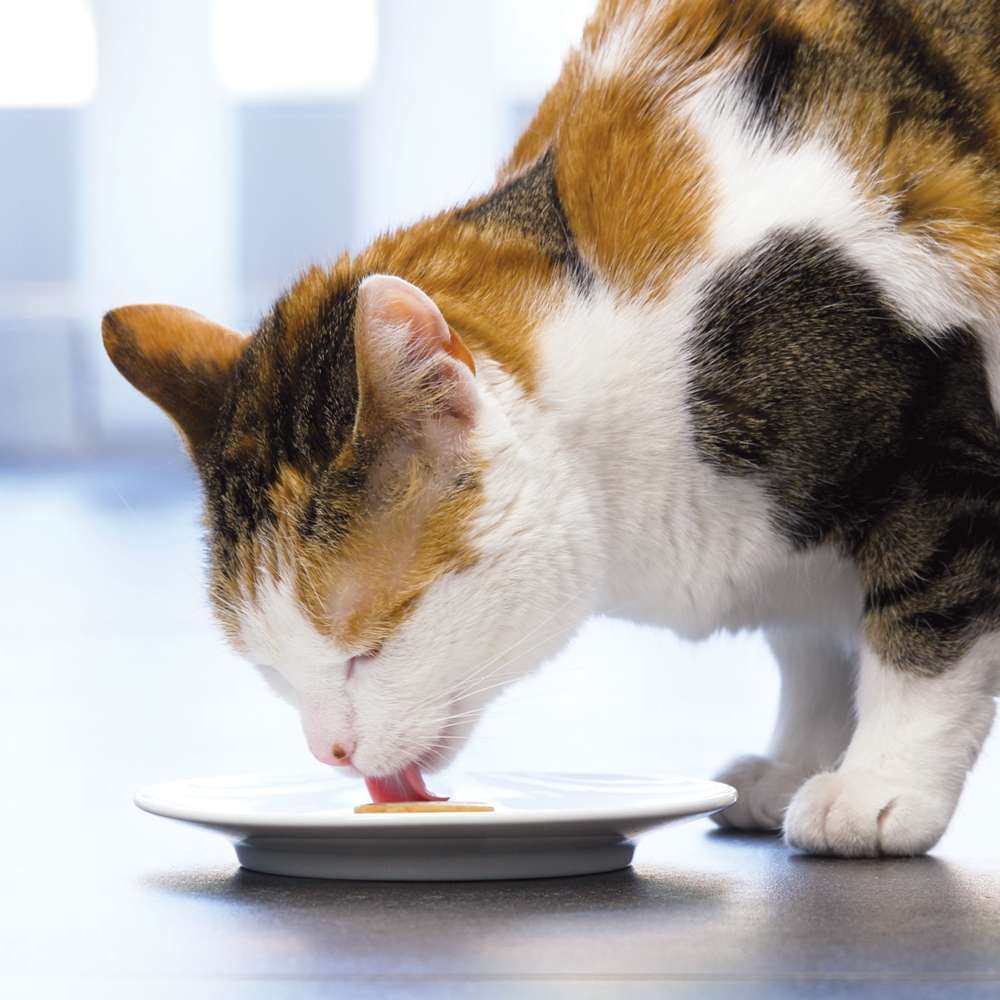 Imagen del producto 8