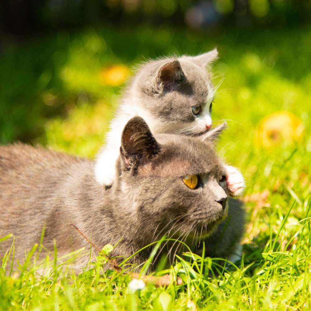 Imagen del producto 7